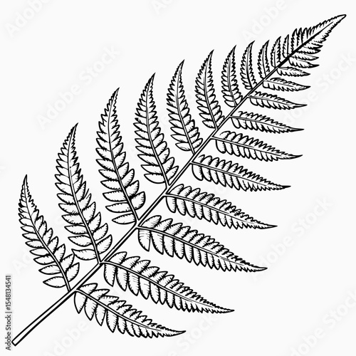 Delicate Hand-Drawn Illustration of a Fern Frond