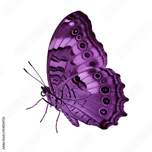 Vibrant Purple Butterfly with Detailed Wing Patterns