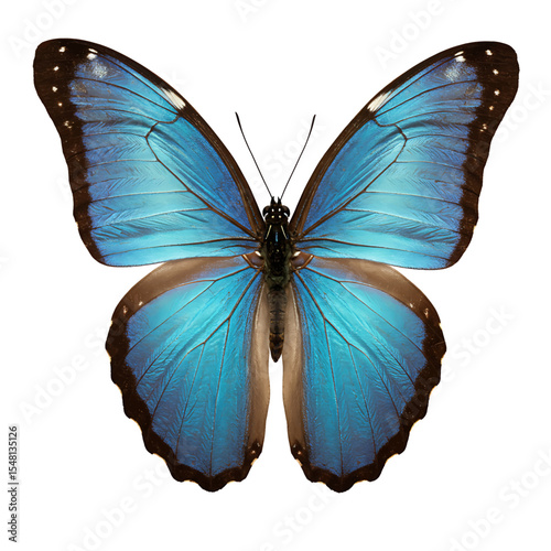 Radiant Blue Butterfly with Vibrant Wing Patterns