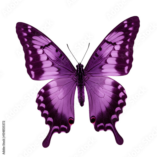 Purple Butterfly Intricate Patterns Shimmering Scales Regal Beauty