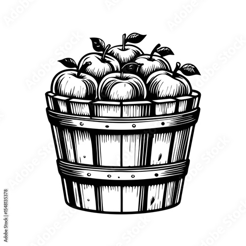 Rustic apple harvest basket brimming with fresh apples.  Hand-drawn engraving style illustration of apples in wooden basket. Perfect apple harvest illustration for autumnal designs.