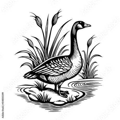 Hand-drawn engraving of Canada goose near pond. Detailed illustration shows goose standing on small rock near water.  Rustic pond plants and water ripples surround goose.