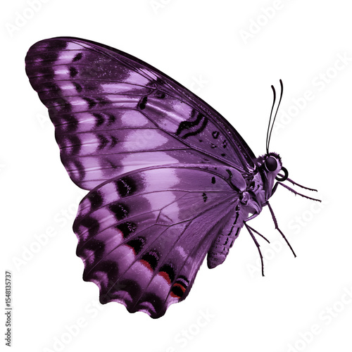 Majestic Butterfly High-Resolution Close-up Delicate Structure