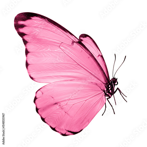 Pink Butterfly Ethereal Wings Subtle Dark Veins Gentle Elegance