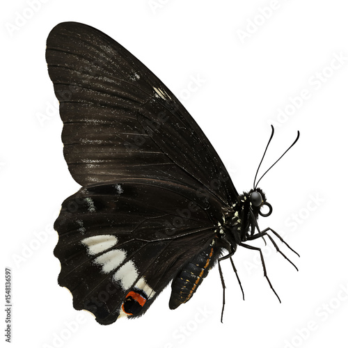 Sleek Butterfly High-Resolution Close-up Elegant Form