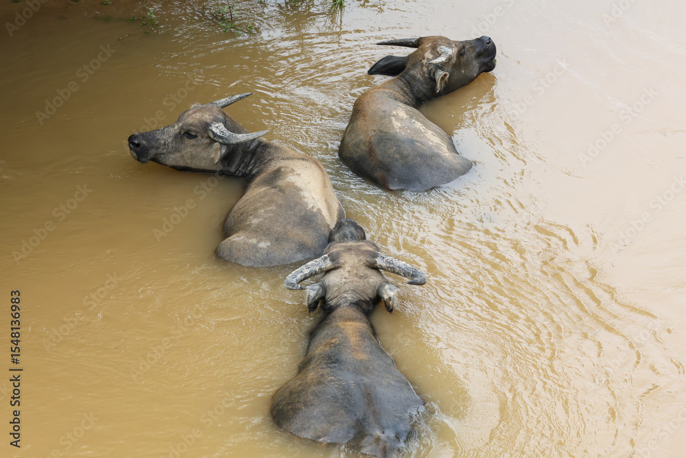 Fototapeta premium Water buffalos are bathing in the Lik River, Kasi District, Vientiane Province, Laos