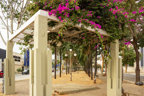 Canteiro central da Avenida Goiás emoldurado por bougainville florido e estrutura de pergolado. photo