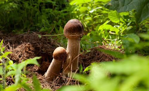 Hongos en el bosque recolección