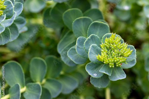 Rhodiola rosea. stem with leaves. blurred background with highlights and bokeh. close-up. colorful flower photo.