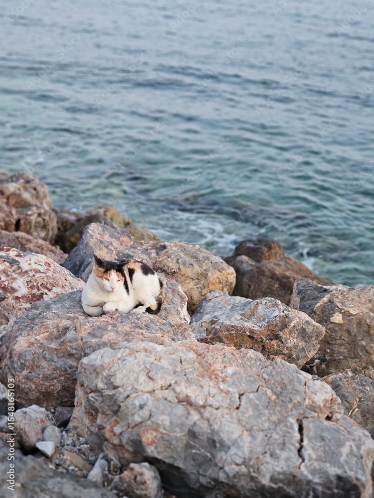 Obraz premium A tricolor cat on the rocks by the Mediterranean Sea