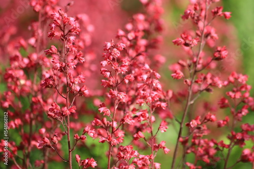 Fototapeta Naklejka Na Ścianę i Meble -  Heuchera. Red geyhera Paris flowers in the garden.
