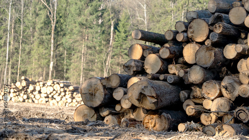 Deforestation for construction. Felled forest in a forest clearing