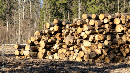 Deforestation for construction. Felled forest in a forest clearing