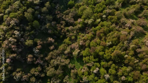 Top view of forest, gardens in the foothills of Almaty city