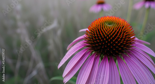 Radiant Coneflower Blossoms Captivating Beauty in a Dreamy Summer Meadow