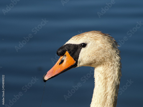 Fototapeta Naklejka Na Ścianę i Meble -  Close-Up of Elegant Swan Head with Water Droplets on Blue Water background