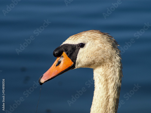 Fototapeta Naklejka Na Ścianę i Meble -  Close-Up of Elegant Swan Head with Water Droplets on Blue Water background