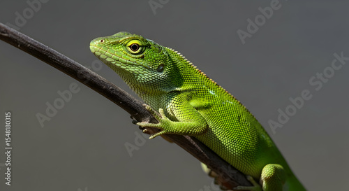 Vibrant Green Lizard Perched On Branch Displaying Scales And Eye Detail