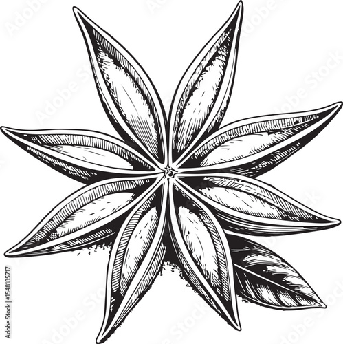 Anise star Vector Illustration, Sketch Drawing Line Linear Symbol Icon Engraving Coloring Book, Hand-drawn Black and White Isolated
