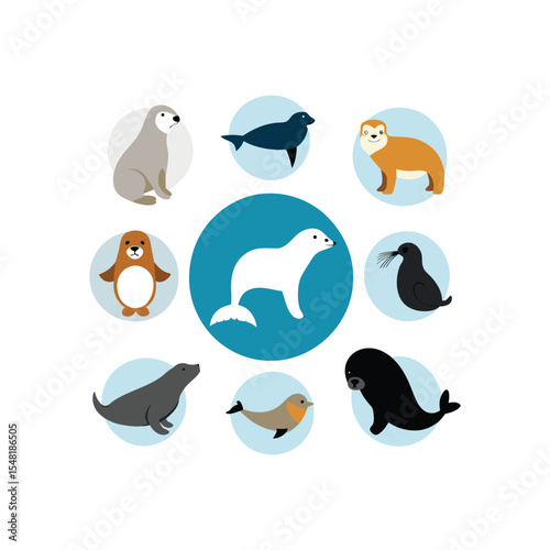   34  vector illustration of 16 sea lion  walrus  .eps