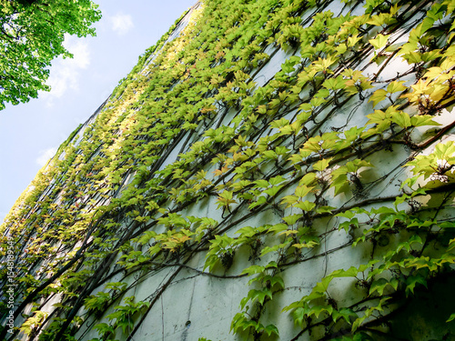 facade greening or wall greening