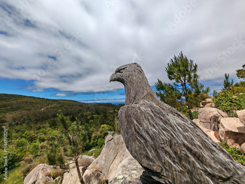 bald eagle, a predatory bird or bird of prey