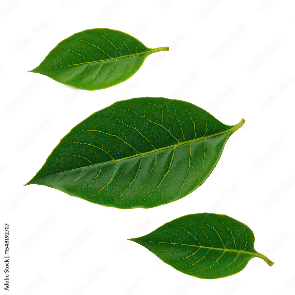 Obraz premium Vibrant Green Leaves Isolated on Black Background for Nature and Eco-Friendly Themes in Design Projects
