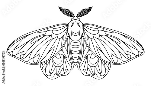 realistic moth insect line art illustration