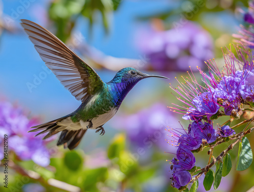 紫の花に舞い降りるハチドリと青空の春の風景