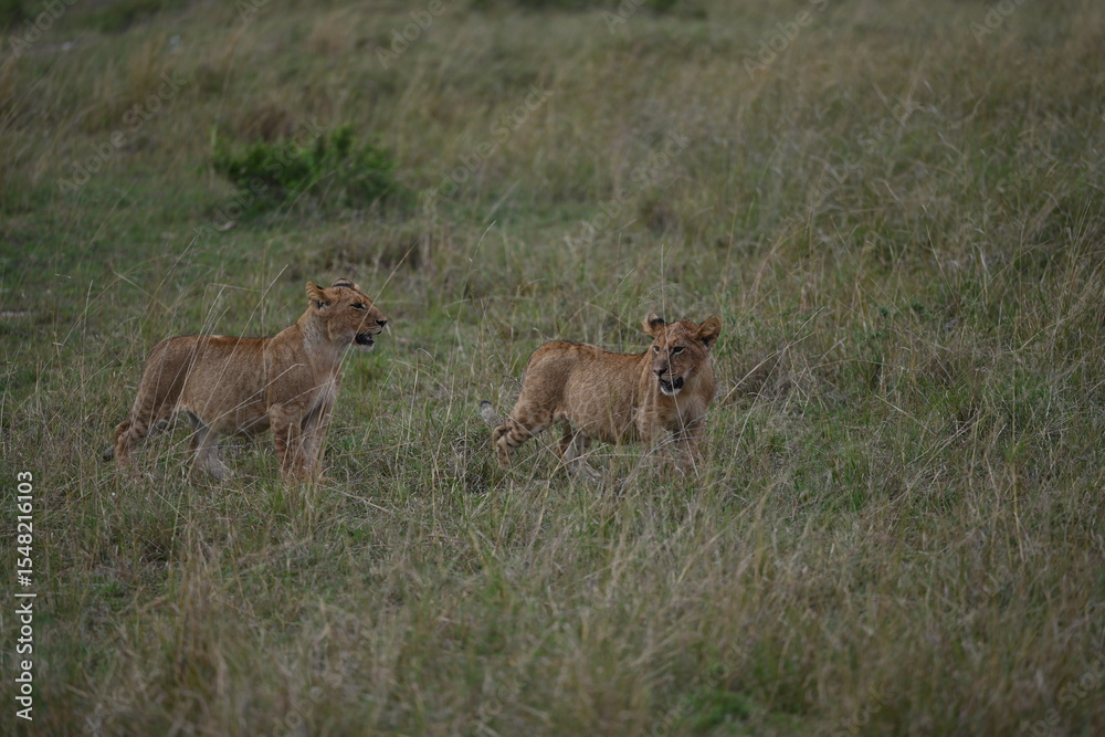 Fototapeta premium lioness and cubs
