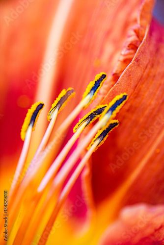 Macro capture of vibrant tiger lily flower stamen