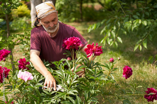 A gardener uses garden shears to cut flowers from a burgundy peony bush in the garden.
