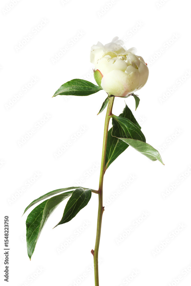 One beautiful peony flower with leaves isolated on white One beautiful peony flower with leaves isolated on white