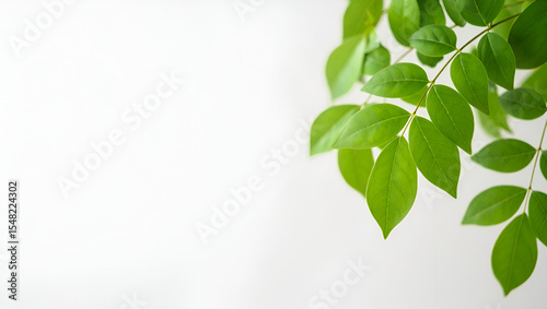 green leaves on a branch