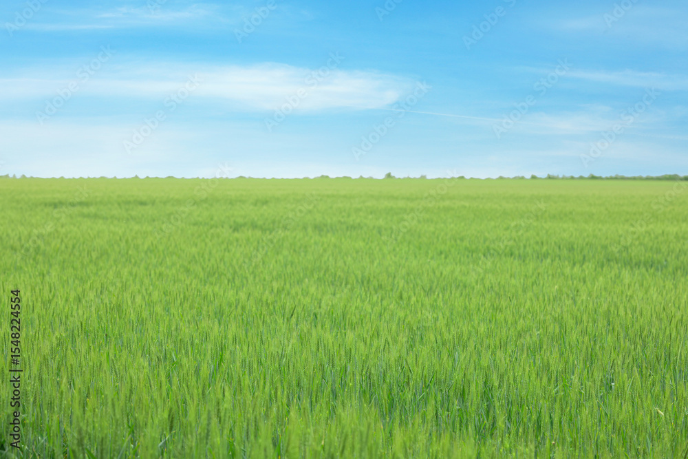 Obraz premium View of agricultural field with ripening wheat spikes. Space for text