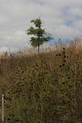tree growing on the hill