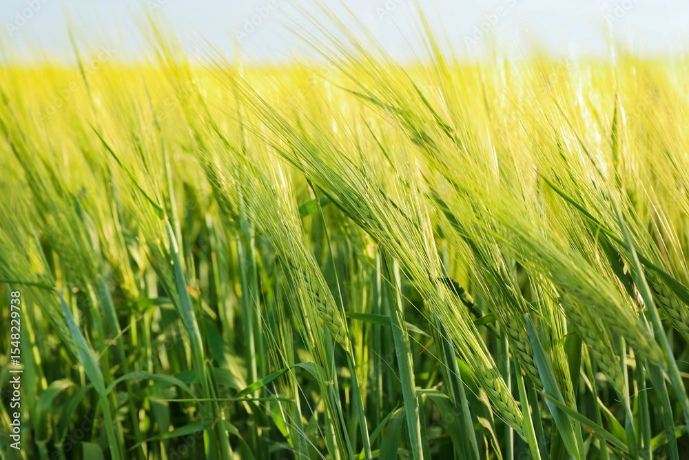 Obraz premium Many wheat spikes growing in field outdoors, closeup
