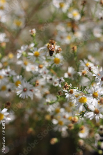 bee on a daisy