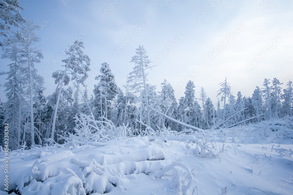 Fototapeta premium Snow-covered landscape featuring tall evergreen trees blanketed in white frost, creating a serene winter scene with a soft blue sky and tranquil atmosphere