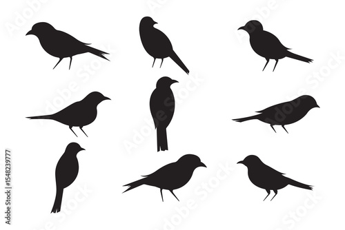 Vector illustration of Bird Silhouettes in Various Poses on White Background