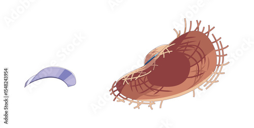 Digital illustration of a straw hat next to a purple visor or open cap. Clean lines and pastel colors create a simple, playful aesthetic. Perfect for design projects.