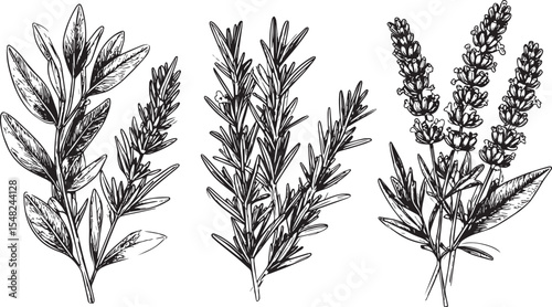 Aromatic Herbs Hand-Drawn Sketch Set
