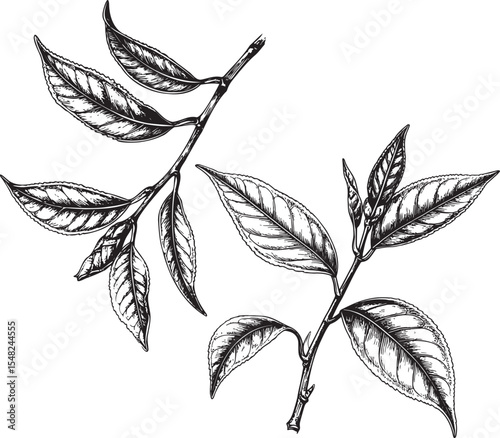 Hand-Drawn Tea Plant Branches and Leaves