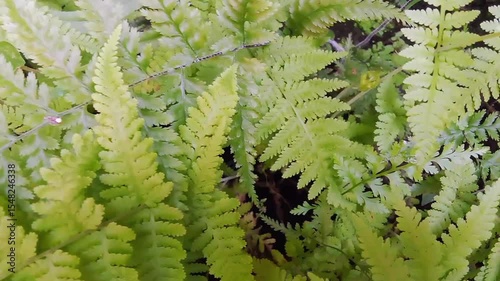 The fern is growing healthily in moist soil, the leaves are beautifully shaped and fresh green.