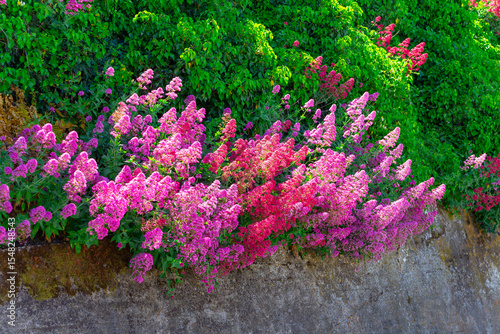 Red valerian (Centranthus ruber)