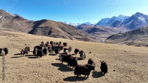 Majestic Yaks Grazing in the Breathtaking Himalayan Mountain Landscape