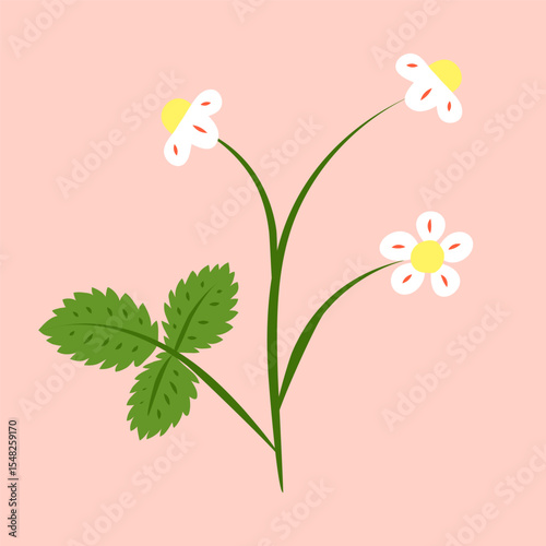 Cute hand drawn colorful blooming wild strawberries bush isolated on pink background. Cute garden or forest strawberries.
