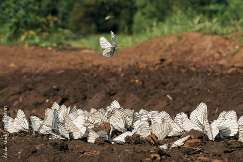 Photos White butterflies are sitting on the ground. Aporia crataegi