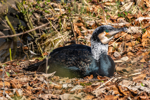 The great cormorant, Phalacrocorax carbo sitting on a branch