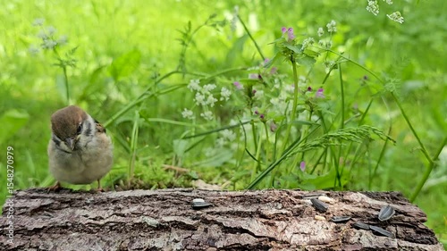 A baby sparrow on a tree stump